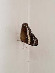Anartia fatima