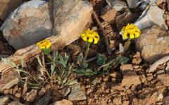Senecio glutinosus