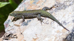 Tropidosaura gularis