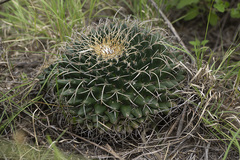 Mammillaria magnimamma