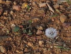 Senecio glutinosus