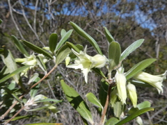 Billardiera sericophora
