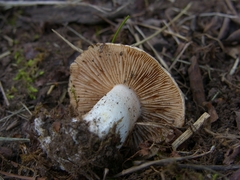 Hebeloma sinapizans