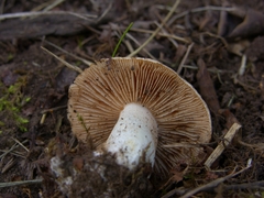 Hebeloma sinapizans