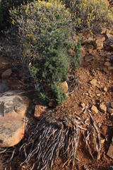 Asparagus capensis capensis