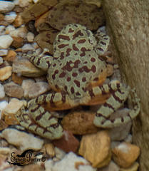 Heleophryne purcelli