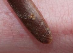 Rhinotyphlops lalandei