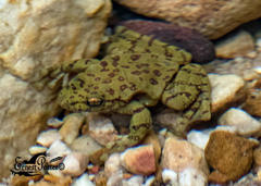 Heleophryne purcelli