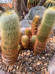 Parodia lenninghausii