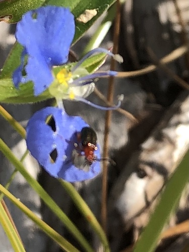 Cereal Leaf Beetle photo 5