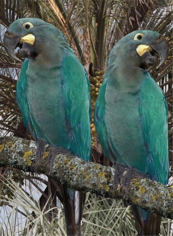 Glaucous Macaw photo