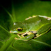 Emerald Green Tree Frog - Photo (c) K.C. Hung, some rights reserved (CC BY-NC-SA)
