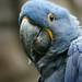 Blue Macaws - Photo (c) Quinn Dombrowski, some rights reserved (CC BY-SA)