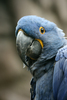 Blue Macaws - Photo (c) Quinn Dombrowski, some rights reserved (CC BY-SA)