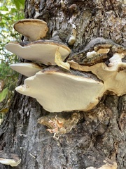Fomitopsis ochracea