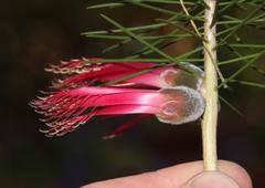 Melaleuca peucophylla