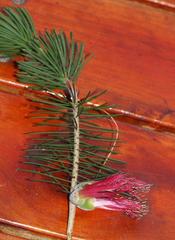 Melaleuca peucophylla