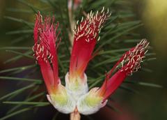 Melaleuca peucophylla