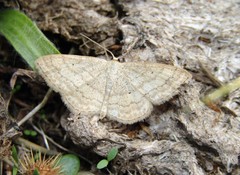 Scopula turbulentaria