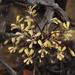 Pelargonium moniliforme - Photo (c) Tony Rebelo, alguns direitos reservados (CC BY-SA), uploaded by Tony Rebelo