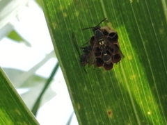 Mischocyttarus mexicanus