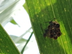 Mischocyttarus mexicanus