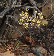 Pelargonium moniliforme