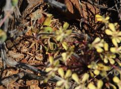 Pelargonium moniliforme