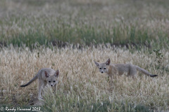 Vulpes macrotis mutica