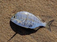 Rhabdosargus holubi