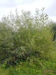 Salix × speciosa