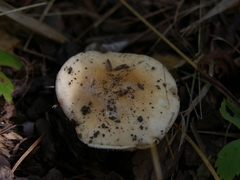 Hebeloma sinapizans