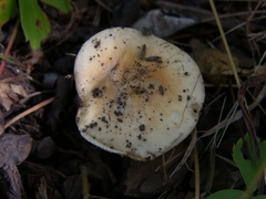 Hebeloma sinapizans