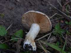 Hebeloma sinapizans