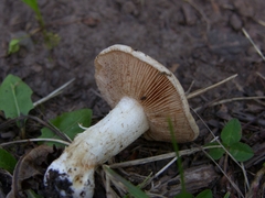 Hebeloma sinapizans