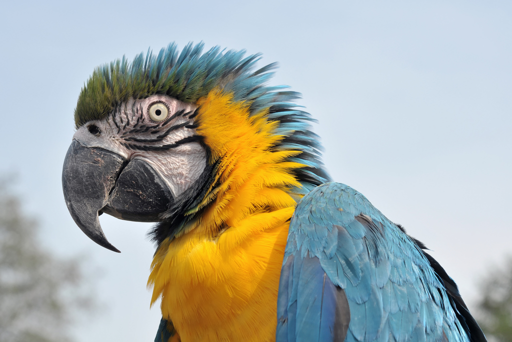 Blue-and-yellow Macaw