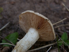 Hebeloma sinapizans