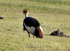Balearica regulorum regulorum