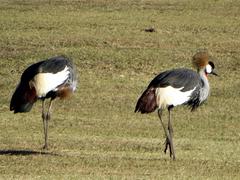 Balearica regulorum regulorum