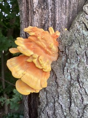 Laetiporus sulphureus