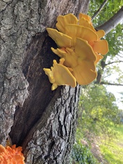 Laetiporus sulphureus