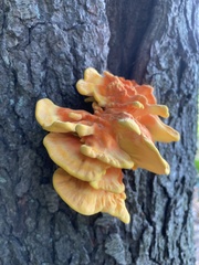 Laetiporus sulphureus