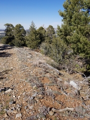 Eriogonum kennedyi