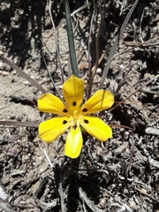 Sisyrinchium graminifolium