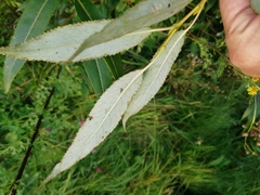 Salix × speciosa