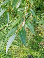 Salix × speciosa