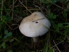 Hebeloma incarnatulum