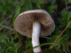 Hebeloma incarnatulum