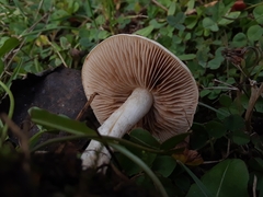 Hebeloma incarnatulum