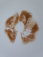 Hebeloma incarnatulum